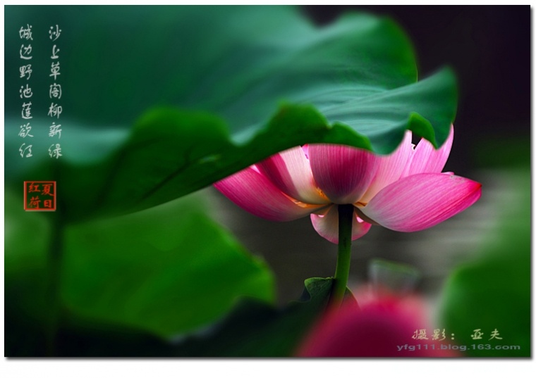 荷花——07.jpg