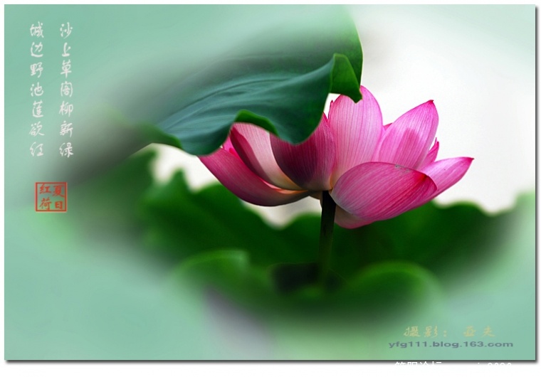 荷花——09.jpg