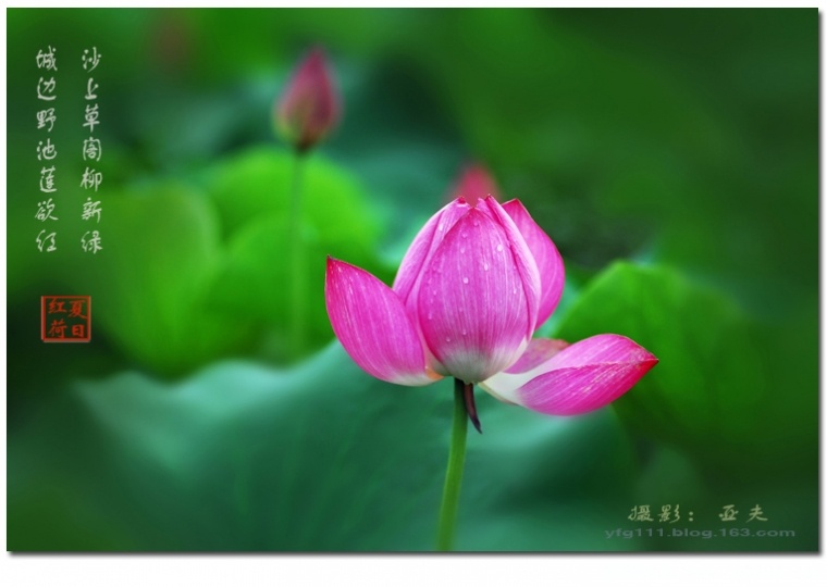 荷花——12.jpg