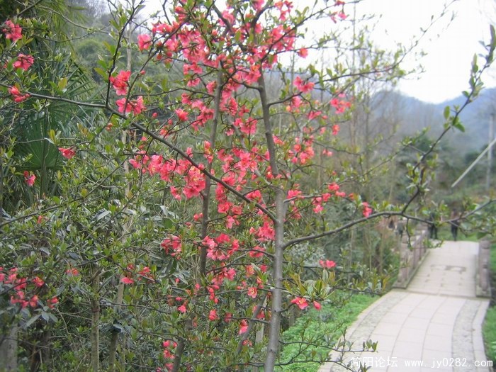 街子登山照片2011.3 034.jpg