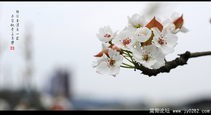 梨花01副本.jpg