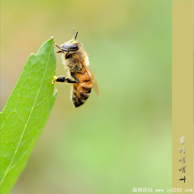 DSC_8651副本.jpg