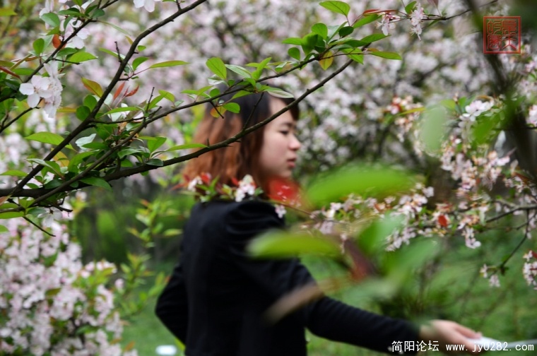 DSC_0251拍樱花.jpg