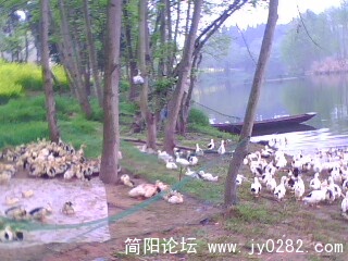 IMG0485A.jpg