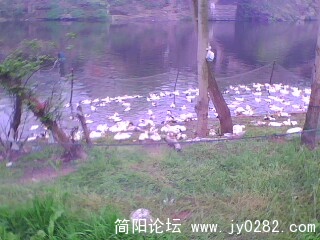 IMG0487A.jpg