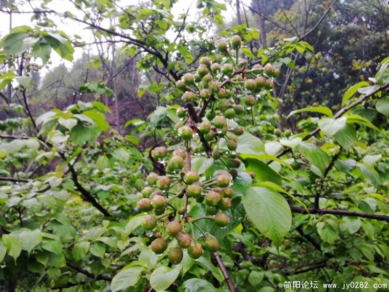 20110405166.jpg