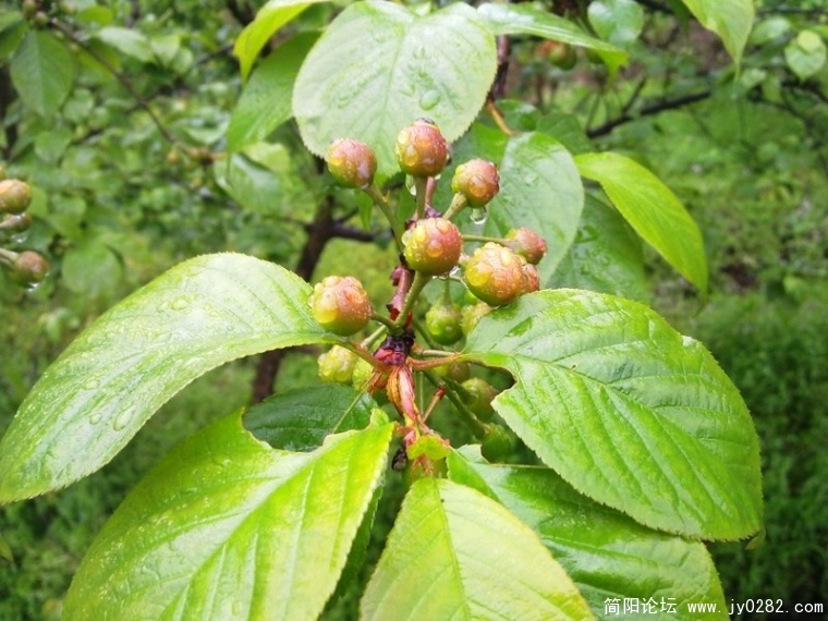 20110405168.jpg
