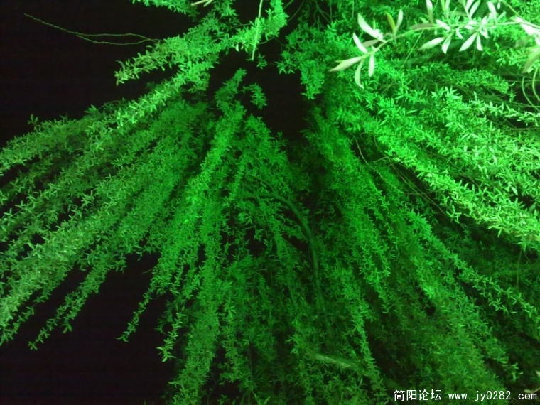20110404157.jpg