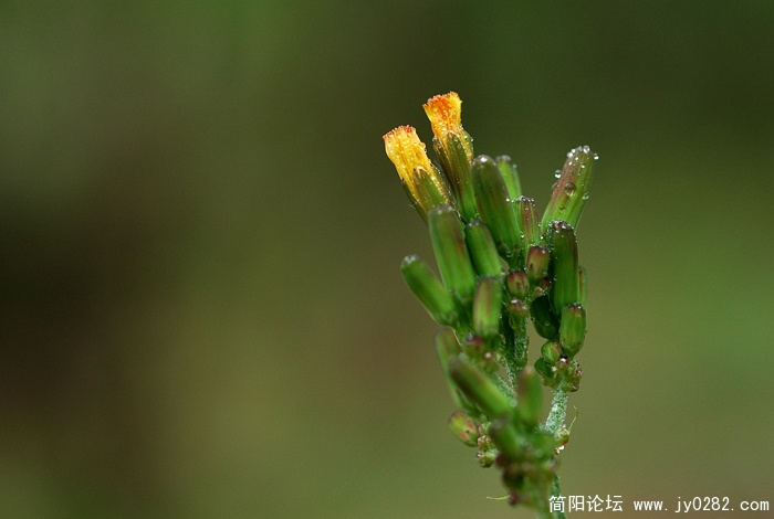 小草 (2).jpg