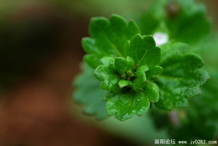 小草 (8).jpg