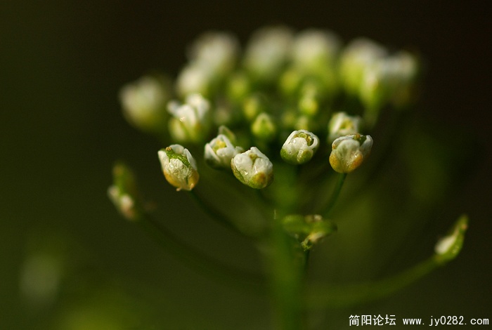 小草 (7).jpg