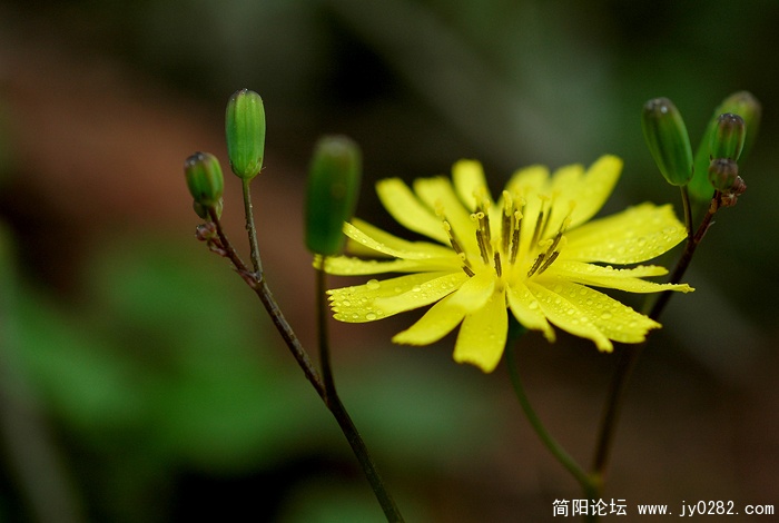 小草 (5).jpg