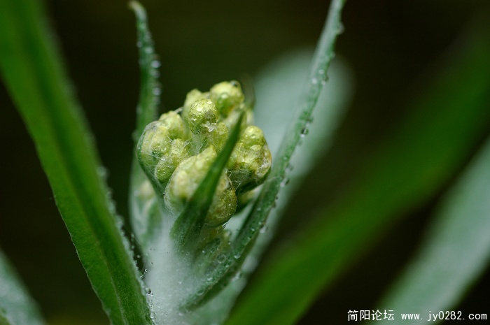小草 (4).jpg