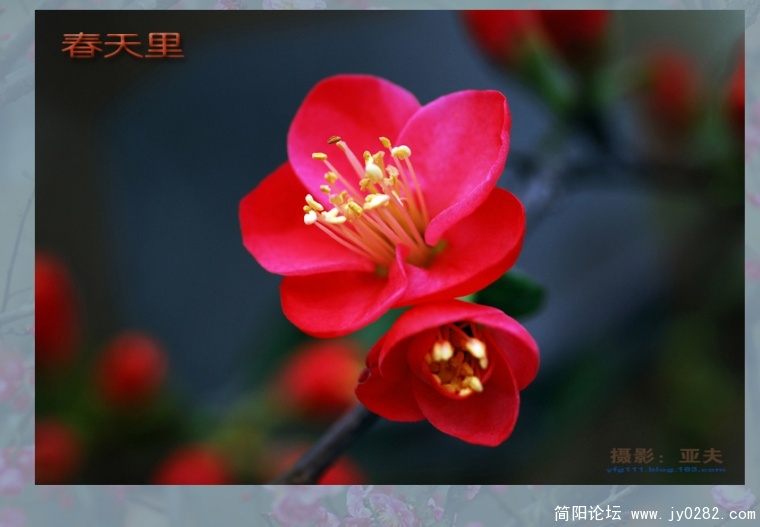 春天里（二）——08副本.jpg