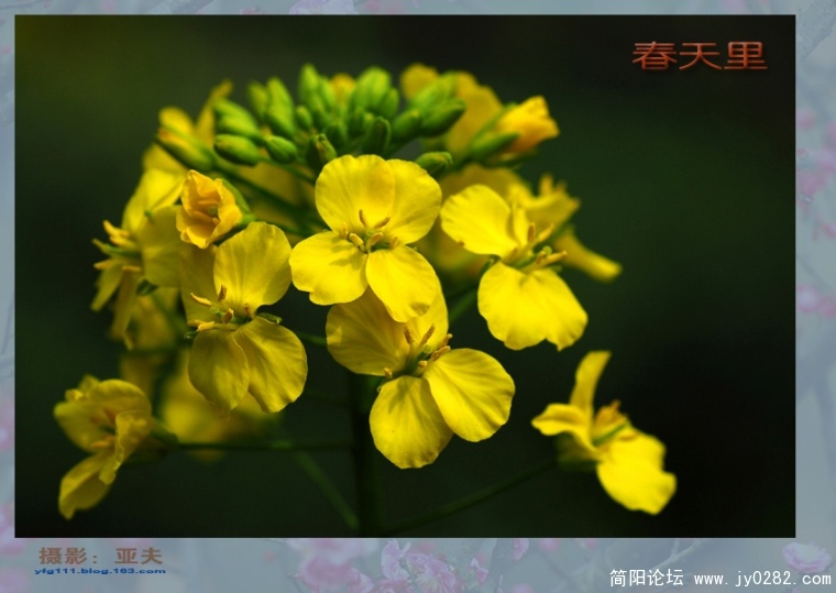 春天里（二）——06副本.jpg