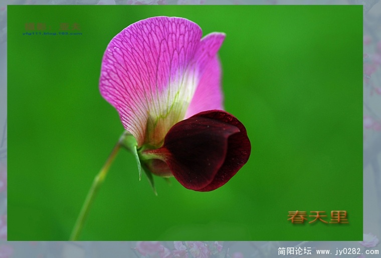 春天里（二）——10副本.jpg