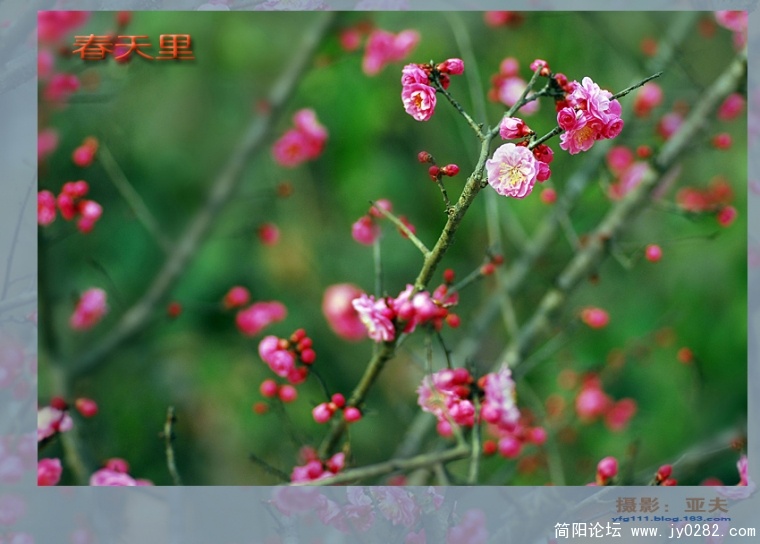 春天里（二）——11副本.jpg