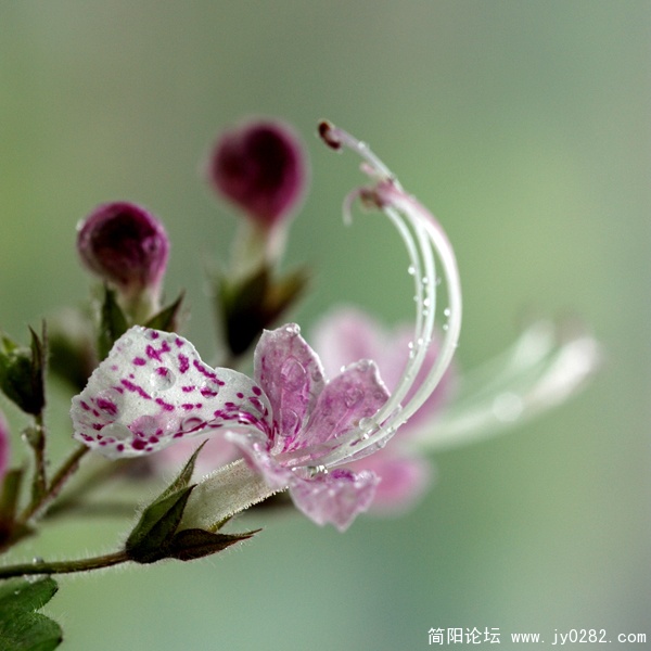 野芝麻 (1).jpg