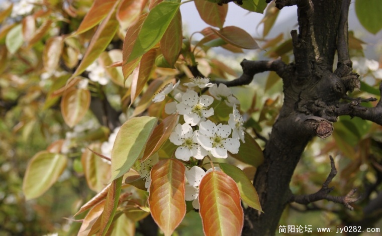 20110409摄于彭州葛仙山