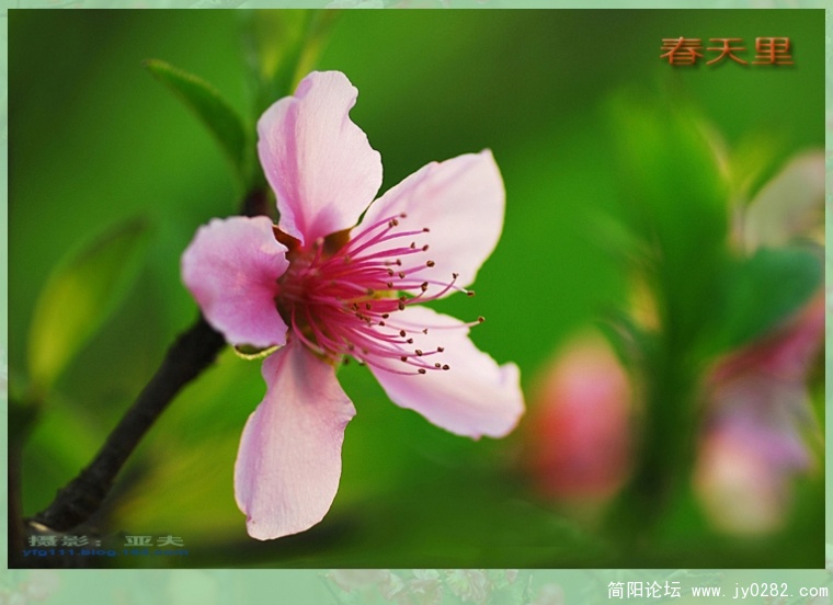 春天里（三）——05副本.jpg