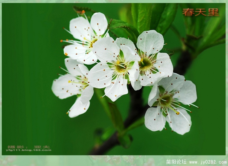 春天里（三）——08副本.jpg