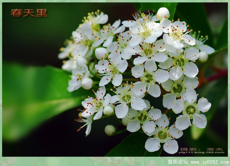 春天里（三）——09副本.jpg