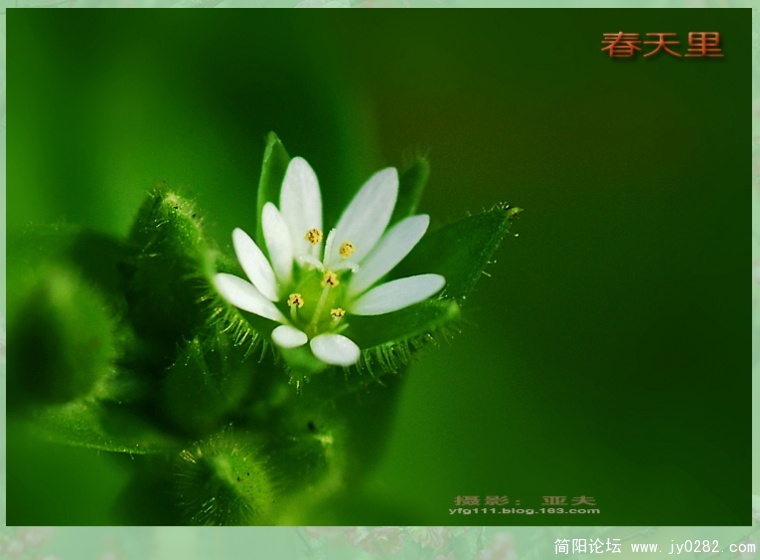 春天里（三）——12.jpg