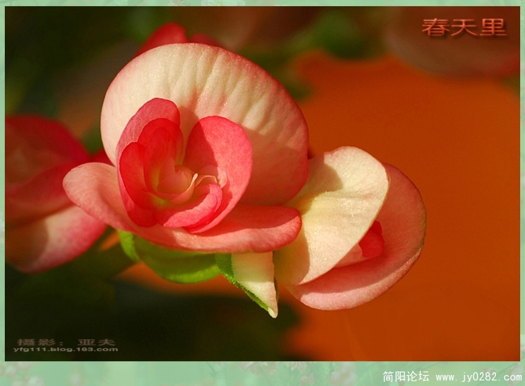 春天里（三）——15副本.jpg