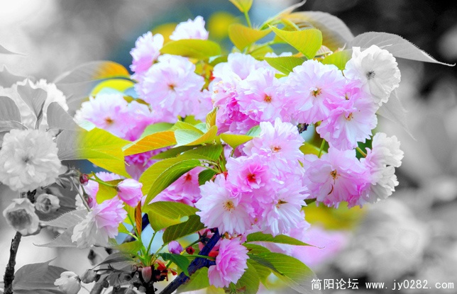 DSC_0267=副本.jpg