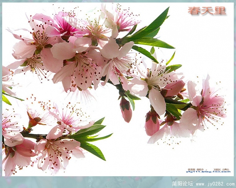 春天里（四）——01副本.jpg