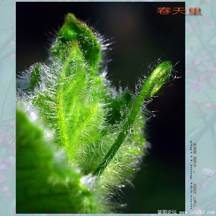 春天里（四）——04副本.jpg