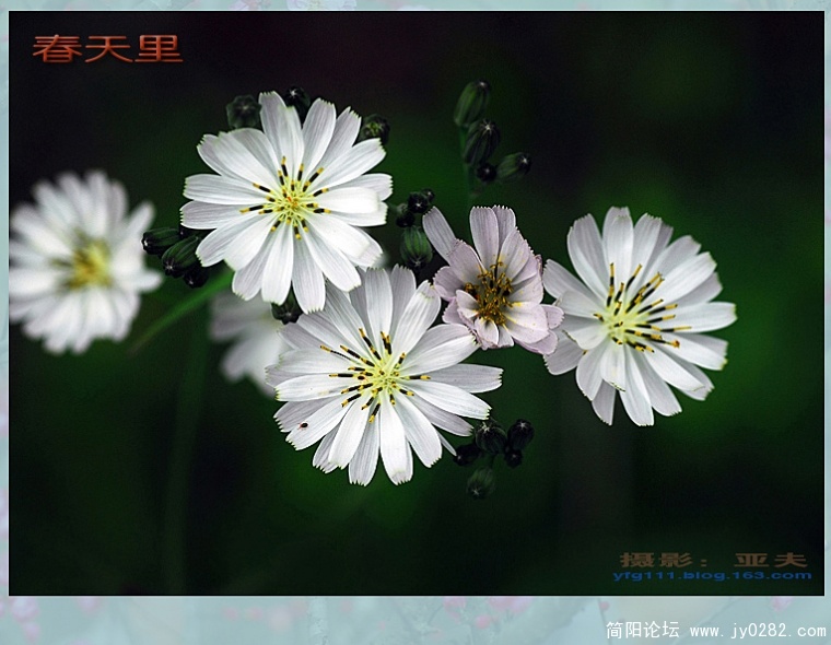 春天里（四）——06副本.jpg