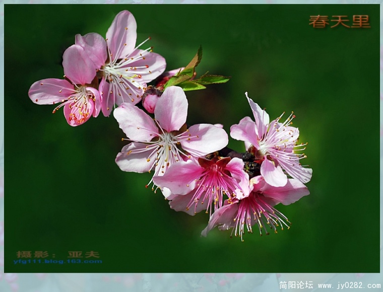 春天里（四）——07副本.jpg