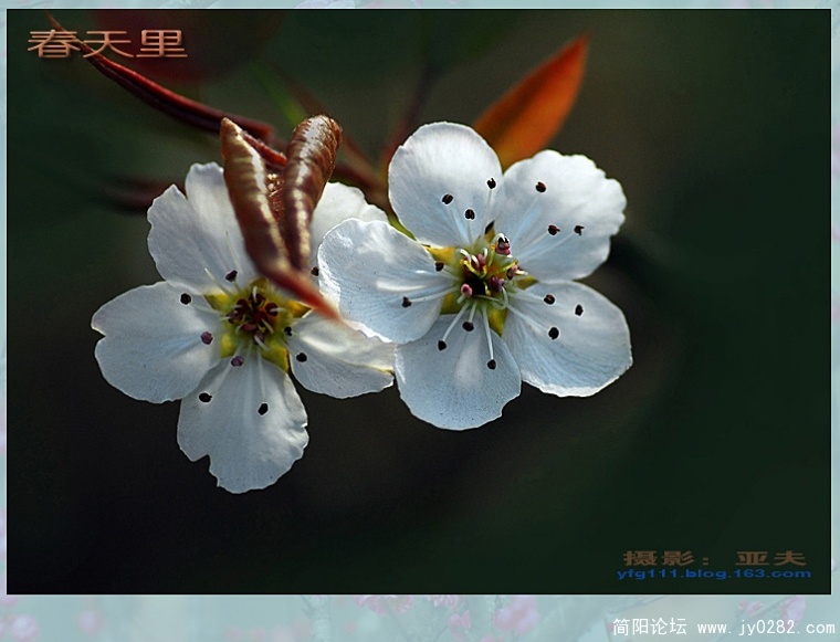 春天里（四）——15副本.jpg