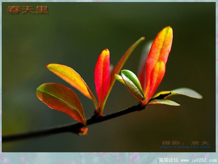 春天里（四）——13副本.jpg