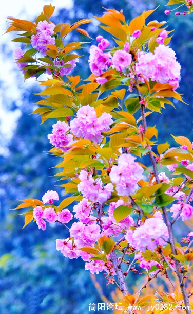 DSC_0249=0副本.jpg