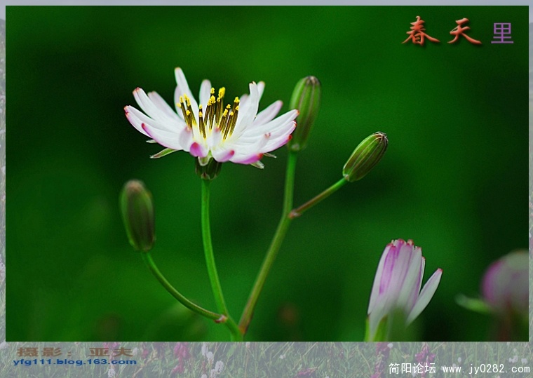 春天里（五）——07副本.jpg
