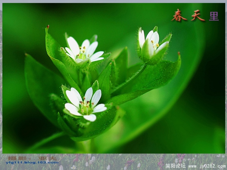 春天里（五）——10副本.jpg