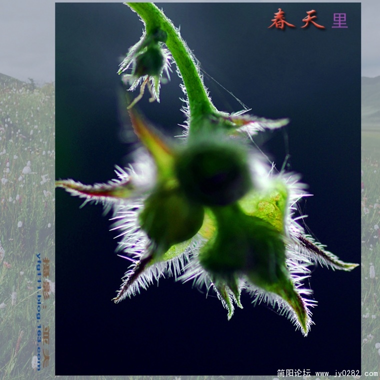 春天里（五）——11副本.jpg
