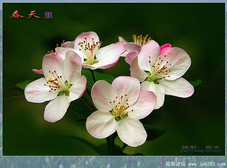 春天里（六）——02副本.jpg