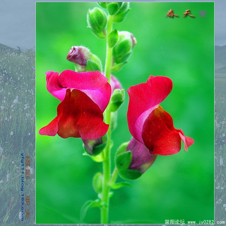 春天里（六）——01副本.jpg