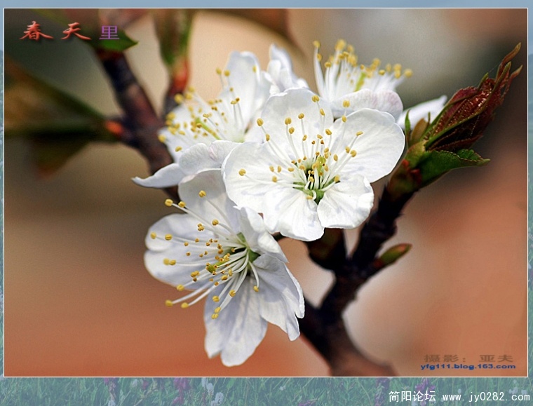 春天里（六）——03副本.jpg