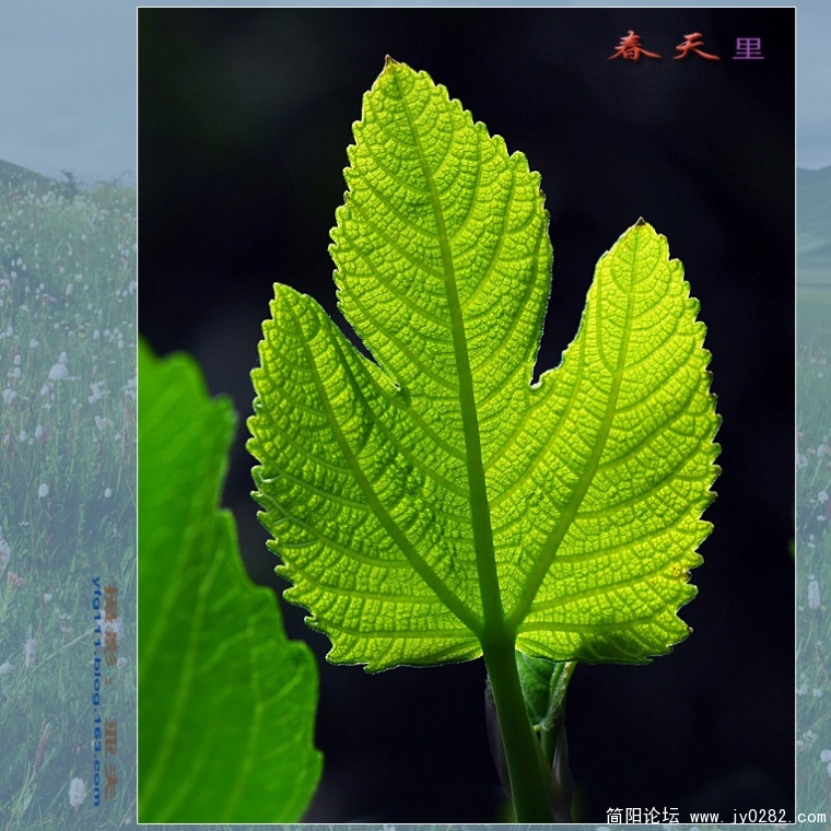 春天里（六）——12副本.jpg