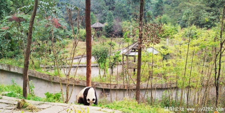 20101005拍摄于雅安熊猫基地