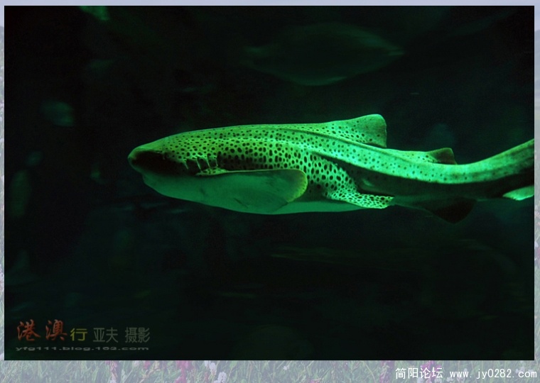 海洋馆——10副本.jpg