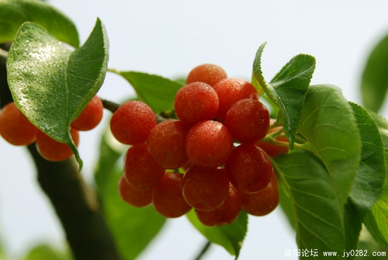 早熟樱桃