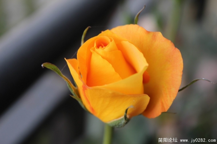 IMG_8284.jpg