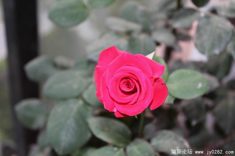IMG_8300.jpg