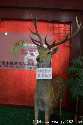 真的梅花鹿
