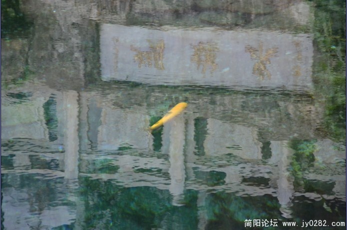 蝴蝶泉的锦鲤